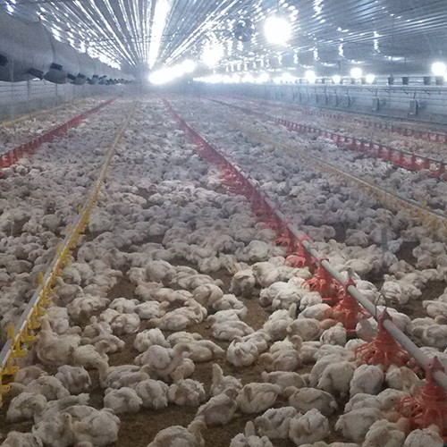 云南大理李氏养鸡场设备合作项目