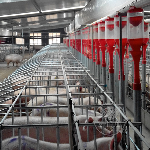 云南李总采购养猪设备 安装后反馈很好