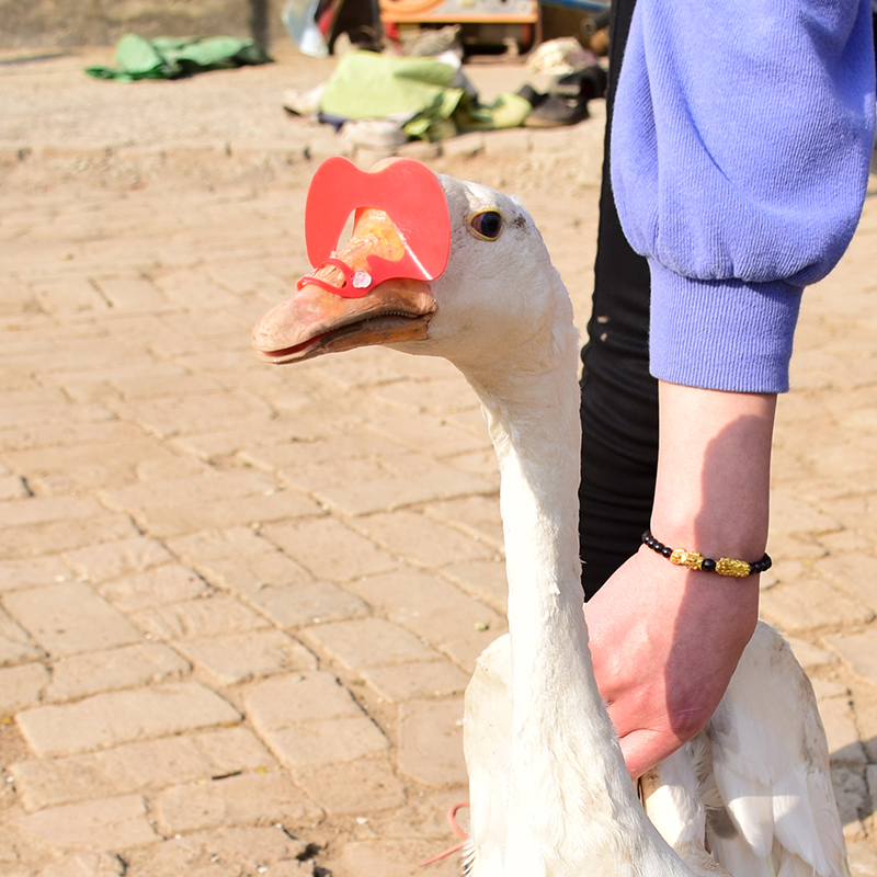 鸭鹅眼镜