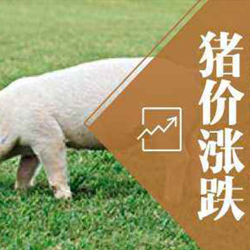 鑫佰加畜牧设备邀您了解近期各地区猪价波动