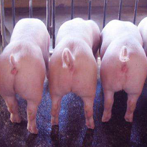 应用于养猪设备到底可以节约多少成本