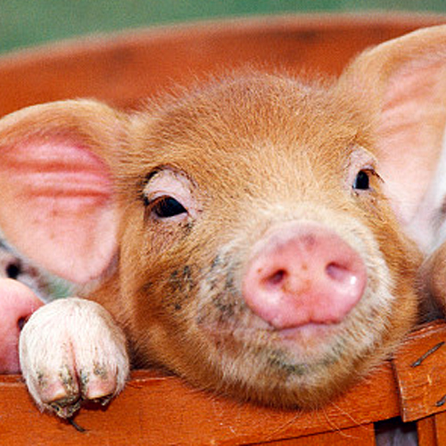 美查获来自中国的50货柜猪肉制品 疑非洲猪瘟
