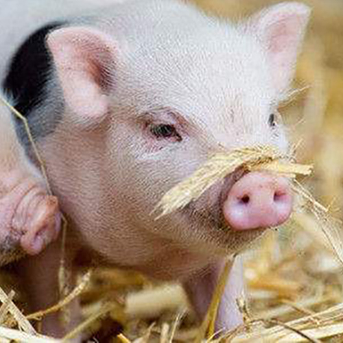 猪异食癖原因及防治方法