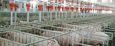 自动化养猪设备如何进行消毒的？