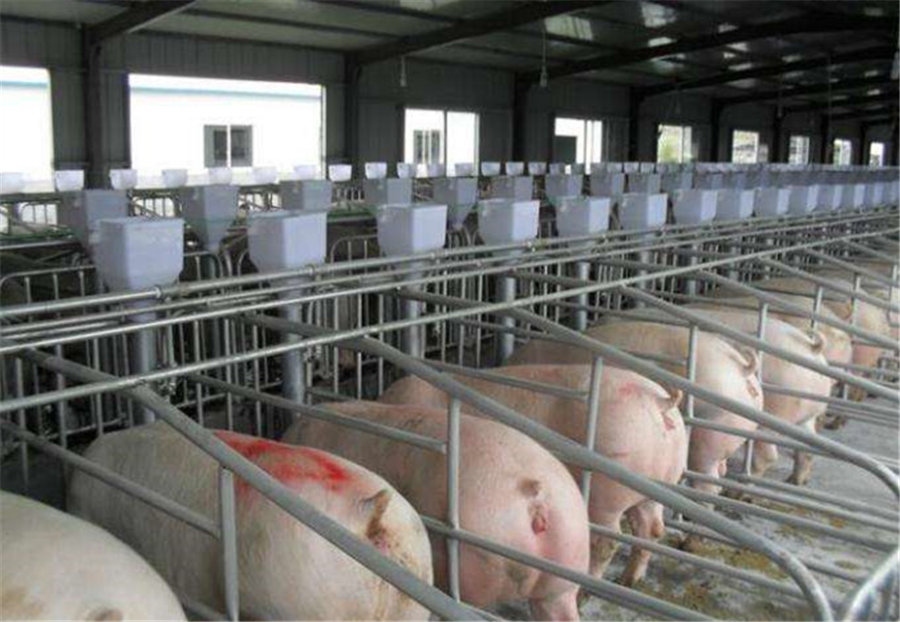 山东自动化养猪设备（养猪料线）现货供应_优选厂家