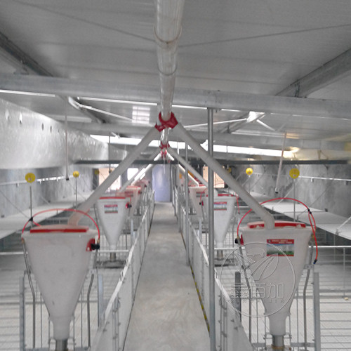 猪场设备厂家介绍猪用料槽料线的安装应用