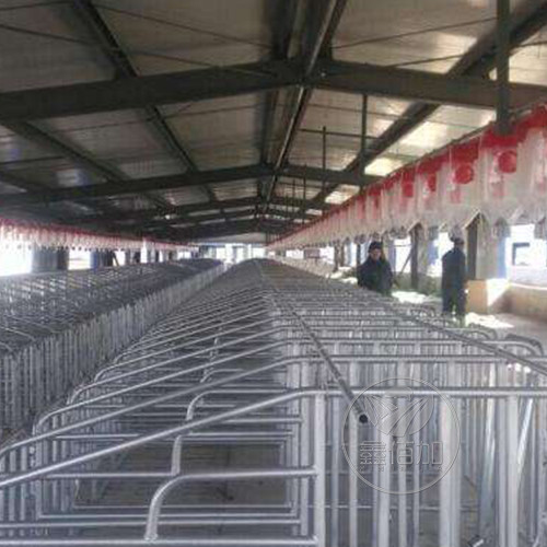 山东菏泽500头母猪场塞片定量桶料线安装工程