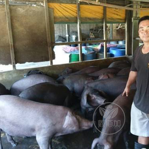 鑫佰加畜牧设备人员参观越南猪场