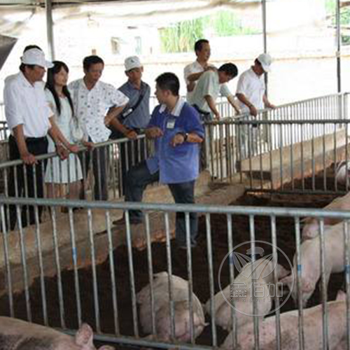 鑫佰加畜牧设备前往越南华越公司到实际猪场参观