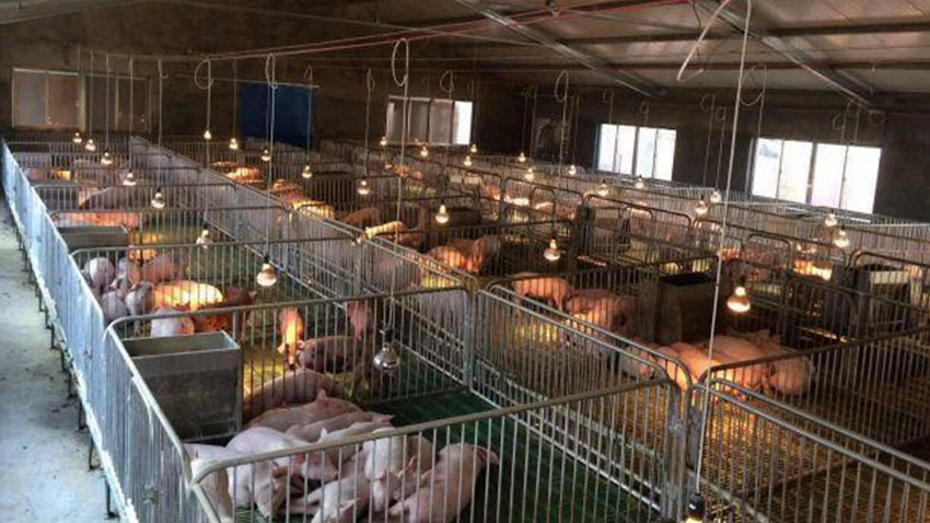 850 (2).jpg 850 (2).jpg