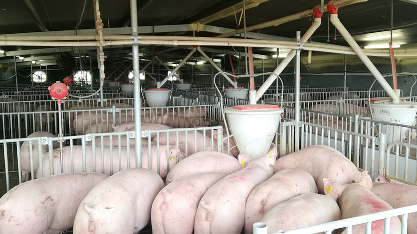 850 (1).jpg 850 (1).jpg