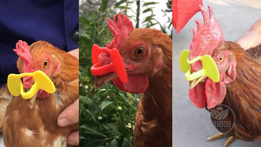 鏃犳爴楦$溂闀滆鎯呴〉 (2).jpg 鏃犳爴楦$溂闀滆鎯呴〉 (2).jpg